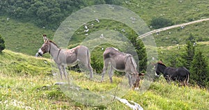 Donkey mules eat grass in pasture on mountain meadow