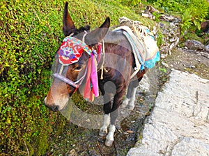 Donkey in national attire in Himalayas Mountains Annapurna trek