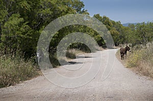 Donkey on Nature Reserve at Skala Kalloni Lesvos Greece
