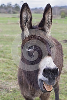 Donkey neighing looking at the cameraman. on a meadow of green grass
