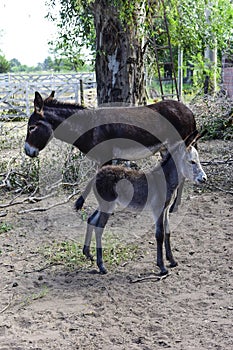 Donkey newborn baby in farm,