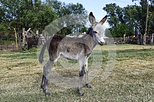 Donkey newborn baby in farm,