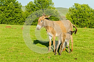 Donkey Newborn Foal Feeding