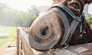 Donkey nose close-up. Funny photo of a donkey face