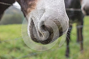 Donkey nostrils close up