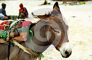 Donkey, Nouakchott, Mauritania