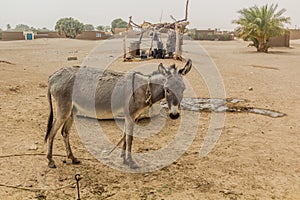 Donkey in a Nubian village on a sandy island in the river Nile near Abri, Sud