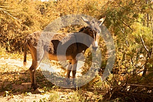 A donkey in the oasis of Thingmert