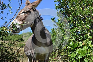 Donkey observing the ride, in Zumaia, in GuipÃºzcoa, Basque Country