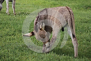 Donkey offspring Equua asinus asinus in a meadow