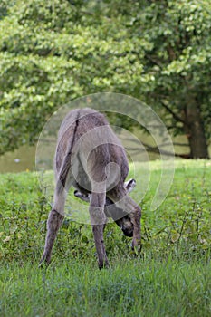Donkey offspring Equua asinus asinus in a meadow