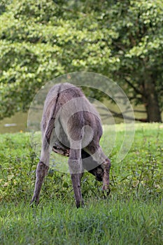 Donkey offspring Equua asinus asinus in a meadow