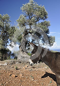 Donkey and Olive Tree