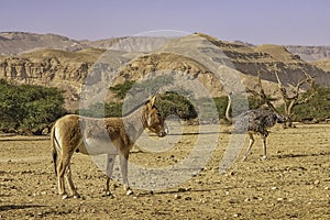 Donkey and Ostrich in Hay-Bar Yotvata Nature Reserve, Israel