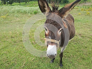 Donkey out in the pasture