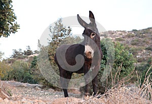 Donkey in Paphos, Cyprus