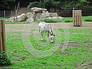 a donkey in a park