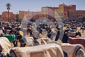 DONKEY PARKING in Rissanni zoco, Morocco