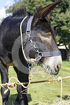 Donkey on pasture