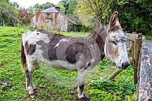 Donkey on a pasture. Ireland