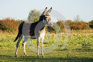 Donkey on pastureland photo
