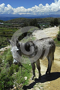 Donkey on path of Isla del Sol and Titicaca lake