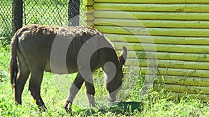 Donkey in the pen suited to the feeder