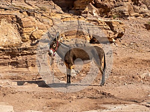 Donkey, Petra historic and archaeological city carved from sandstone stone, Jordan, Middle East
