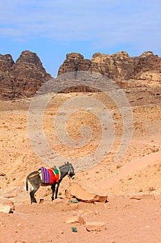 Donkey in Petra, Jordan