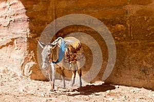 Donkey in Petra