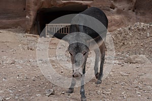 Donkey in Petra - Wadi Musa city in Jordan