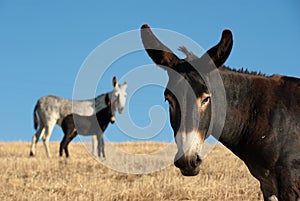 Donkey Portrait