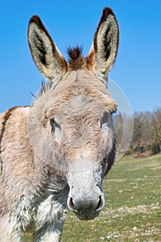 Donkey, portrait