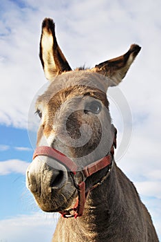 Donkey