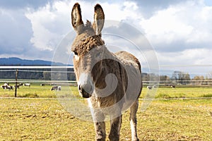 Donkey portrait on a farm in the Jura Canton in Swiss Alps