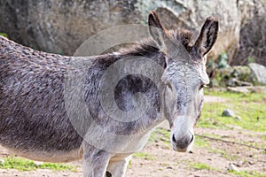 Donkey photo