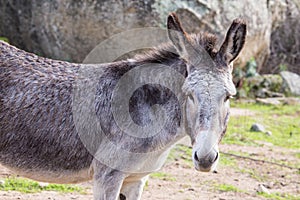 Donkey