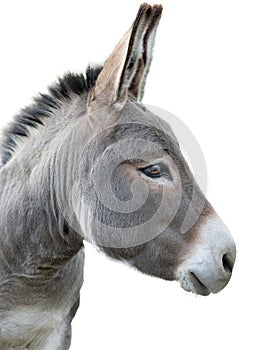 Donkey portrait isolated on white