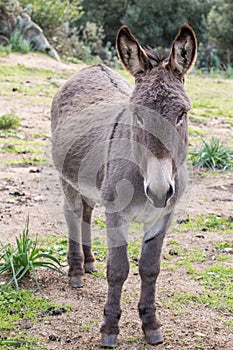 Donkey photo