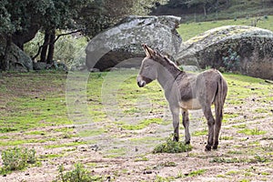 Donkey photo