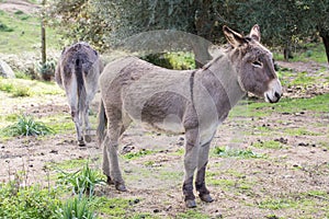 Donkey
