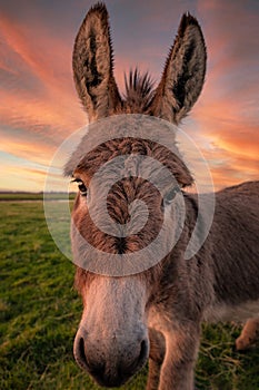 A Donkey Poses for the Camera at Sunset
