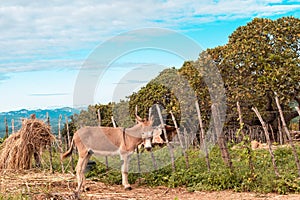 Donkey ready to receive the load