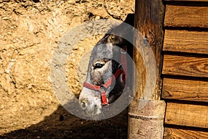 Donkey with red bridles in stable