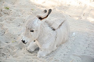 Donkey Resting on the dunes photo