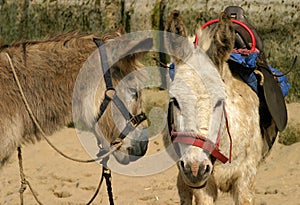 Donkey Ride