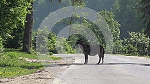 Donkey on the road, car passing near animal, avoid accident, danger on road