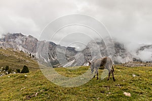 Donkey roaming in Dolomites