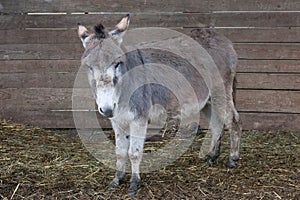 Donkey in Rustic Barn: Charming Farm Animal Portrait