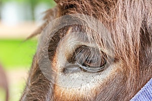 Donkey's eye